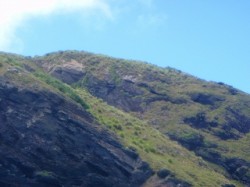 黒島にはヤギがいます。 黒島にはヤギがいます。