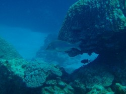 ハマフエフキは沖縄の言葉でタマンといいます ハマフエフキは沖縄の言葉でタマンといいます