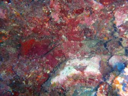 ヘラヤガラの幼魚 ヘラヤガラの幼魚