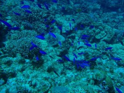 ハナゴイの乱舞 ハナゴイの乱舞