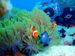 カクレクマノミも! カクレクマノミも!