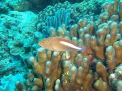 メガネゴンベ。