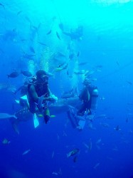 ジンベイに大接近♪