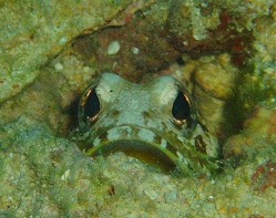 親指くらいのジョーフィッシュが帰ってきてくれていました～♪