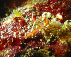 アデヤカミノウミウシ