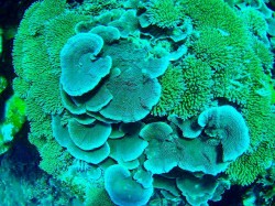 ヒージャーベイ