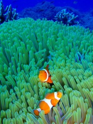 090829n-e382abe382afe383ac