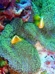 090829n-e382bbe382b8e383ad