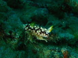 ウミウシ　（沖縄本島　恩納村　山田）