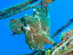 オオモンカエルアンコウ　（恩納村　山田ポイント）