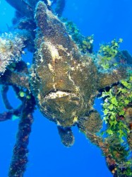 オオモンカエルアンコウ　（沖縄本島　恩納村　山田）