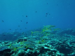 アカヒメジの群れ・・・子供たち（カミグー　儀志布島）