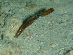 カミソリウオ（沖縄本島　恩納村　山田）