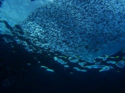 水面のキビナゴ　（沖縄本島　恩納村）