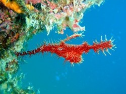 ニシキフウライウオ　（沖縄本島　恩納村　山田）