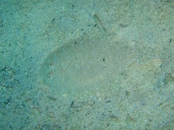 ミナミウシノシタ　（沖縄本島　恩納村　山田）