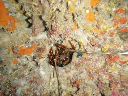 ひょこんと顔をだしたイセエビ（知志　座間味島）