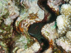 死んだシャコガイに住んでいるギンポ（知志　座間味島）