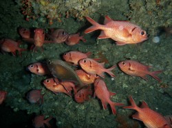 アカマツカサ・・・に１匹ハタンポがまじってる（知志　座間味島）