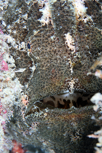 オオモンカエルアンコウ 顔のドアップ (恩納村 山田ポイント) オオモンカエルアンコウ 顔のドアップ (恩納村 山田ポイント)