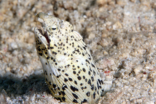 ホタテウミヘビの仲間 (恩納村 山田ポイント) ホタテウミヘビの仲間 (恩納村 山田ポイント)