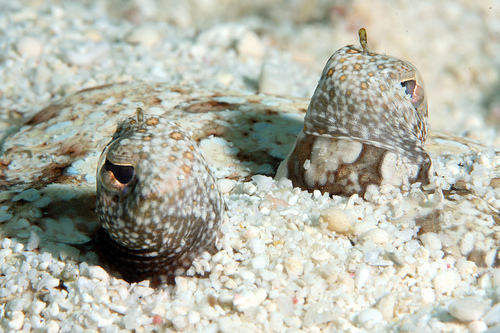 ミナミウシノシタの目 ドアップ (恩納村 山田ポイント) ミナミウシノシタの目 ドアップ (恩納村 山田ポイント)
