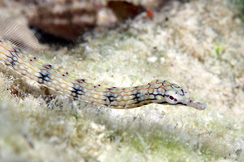 ヨウジウオの仲間 (恩納村 山田ポイント) ヨウジウオの仲間 (恩納村 山田ポイント)