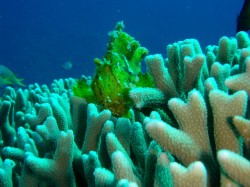 目がキラキラのハダカハオコゼ　(渡嘉敷島　野崎）