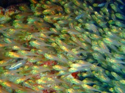 スカシテンジクダイ　（座間味島　ドラゴンレディ）