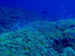 スズメダイたちの乱舞　（渡嘉敷島　野崎）