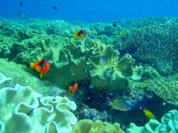 元気なハマクマノミ（沖縄本島　砂辺カリフォルニアサイド）