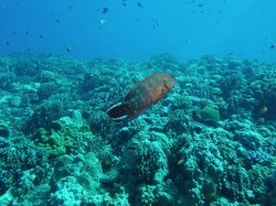 うっとりする風景（黒島北）