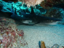 ３匹いましたネムリブカ（黒島北）