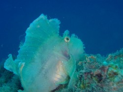 ハダカハオコゼ ハダカハオコゼ