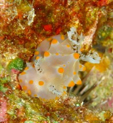 コンペイトウウミウシ コンペイトウウミウシ