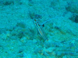 ヤシャハゼ　皆の邪魔をしないように遠くからパチリ