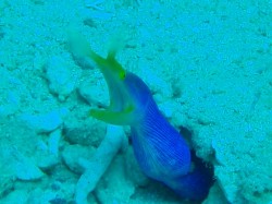 ハナヒゲウツボ