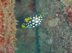 モンガラカワハギ幼魚