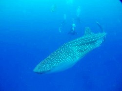 ジンベイダイビング