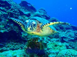 慶良間ダイビング