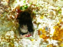 モンツキカエルウオ