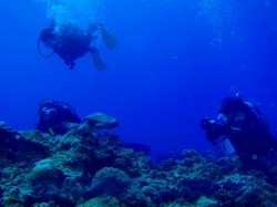 慶良間ダイビング