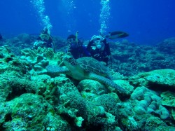 ウミガメ ウミガメ