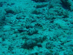 元気に泳いでいたら・・・