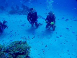 ケラマダイビング