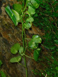 観葉植物で有名なポトスも普通に川沿いに生えてます。