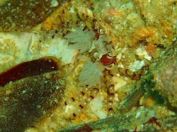 キンチャクガニ