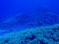 ハナゴイの群れ