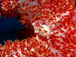 イソコンペイトウガニ