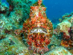 オオモンカエルアンコウ